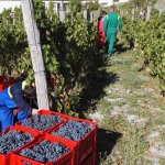 Vendemmia di uve Ormeasco - Foto Archivio Scuola forestale